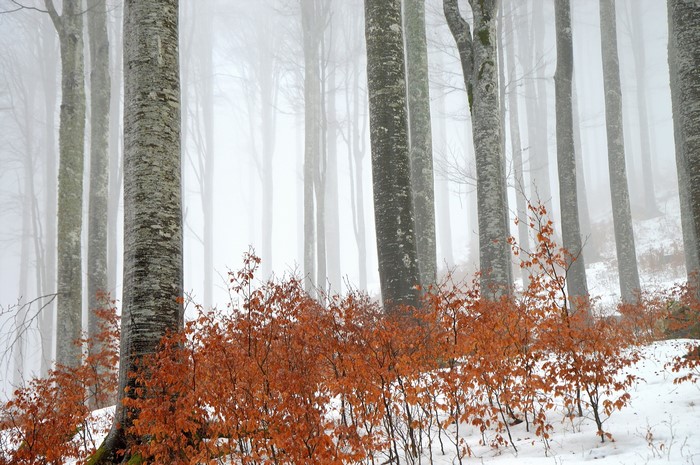 Trees in fog with snow and orange leaves