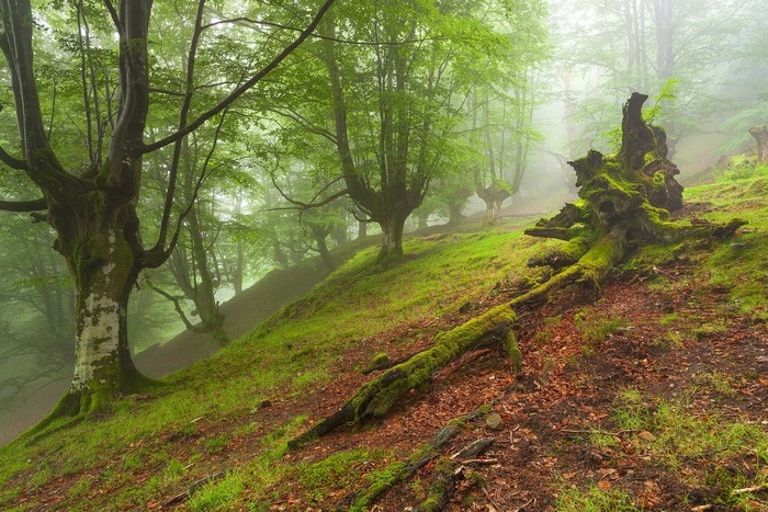 Misty forest with moss-covered trees and fallen logs