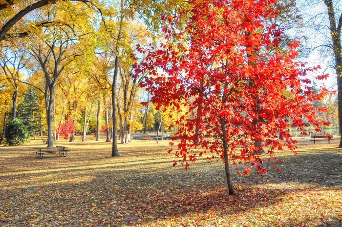 Autumn park with colorful trees and fallen leaves