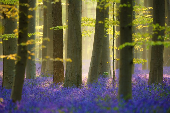 Forest floor covered in bluebells with sunlight filtering through trees