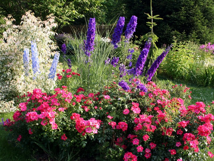 Garden with Roses and Delphinium flowers