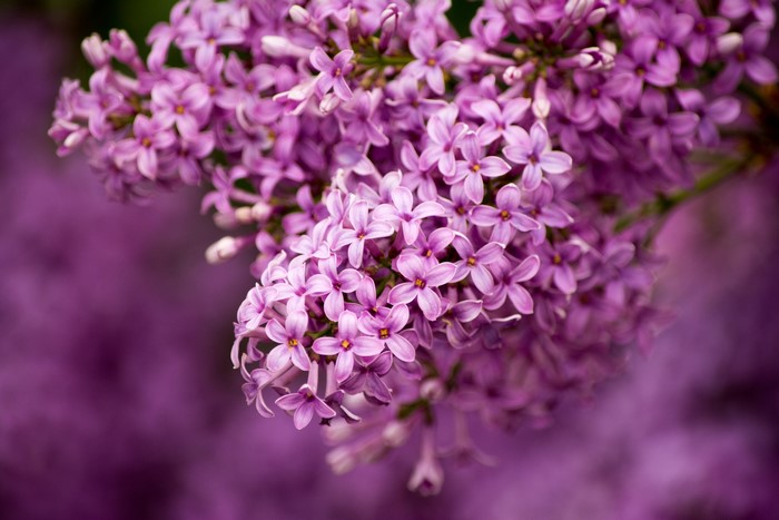 Close-up of blooming purple lilacs