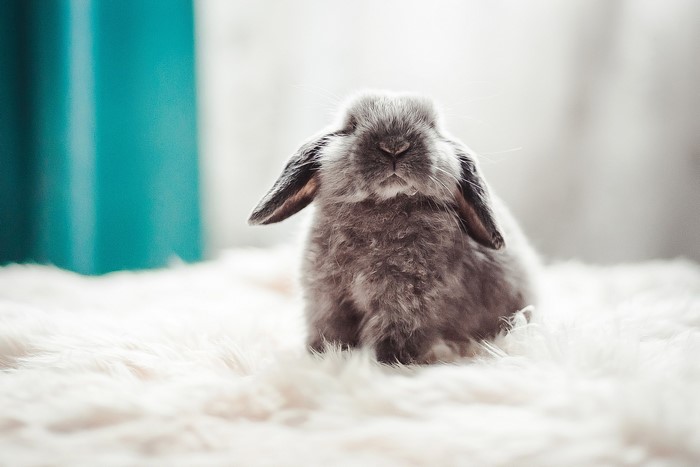 A cute lop-eared rabbit sitting on a fluffy rug
