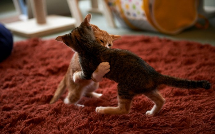 Two kittens wrestling on a red rug