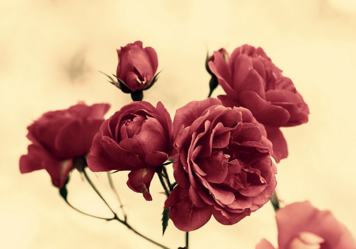 Red roses and buds close-up