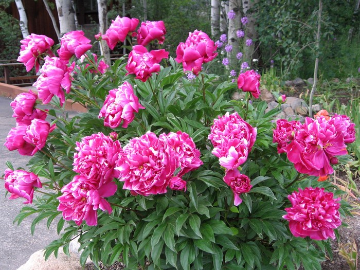 Pink Peony Bush in Garden