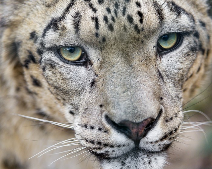 4K Snow leopard close-up