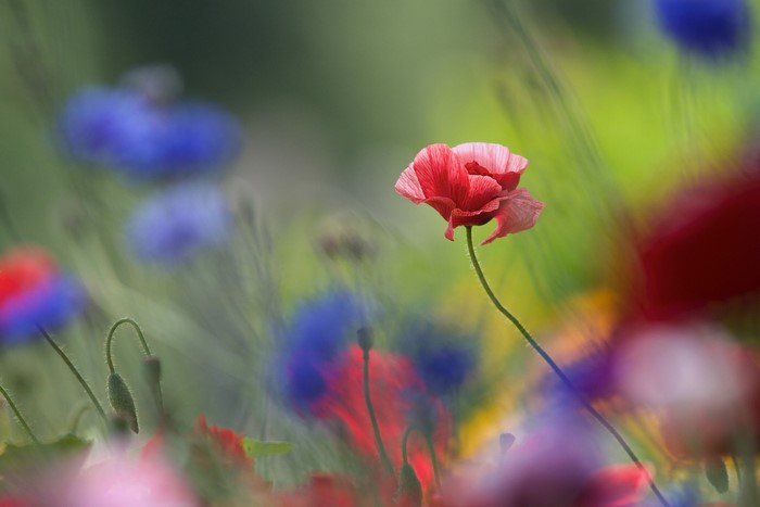 Red poppy flower in a field of wildflowers