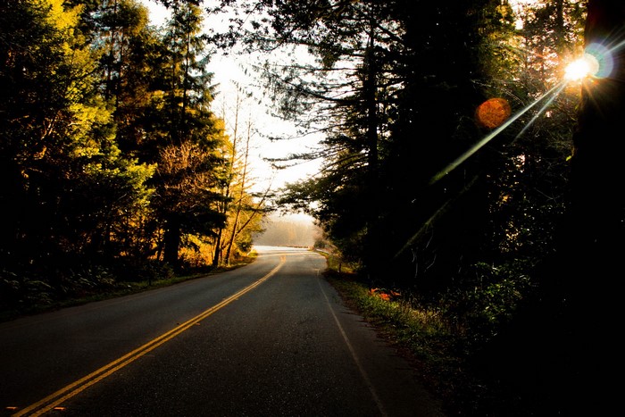 Road through a forest with sun flares
