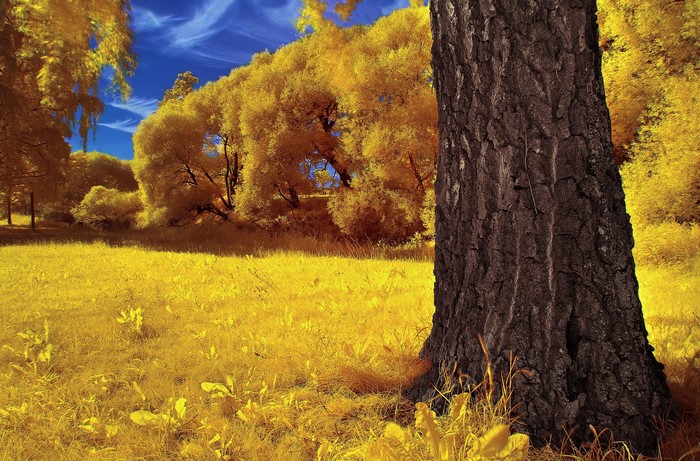 Autumn trees and grass with a tree trunk