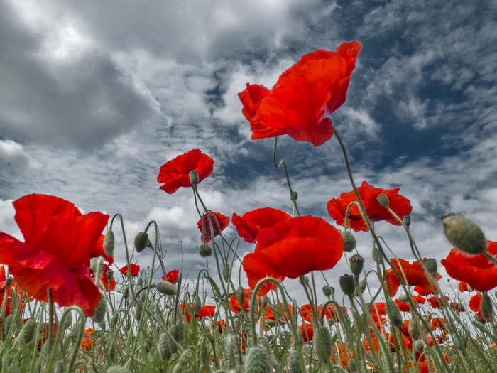 Field of red poppies under a cloudy sky