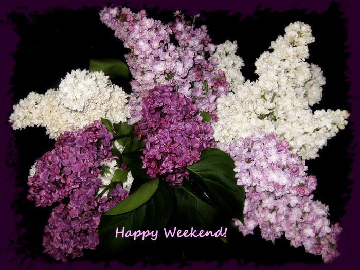 Bouquet of white and purple lilacs with text