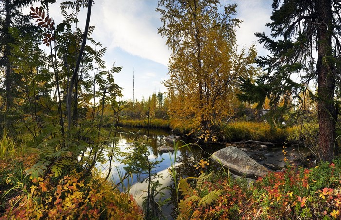 Autumn forest with a stream in Monchegorsk, Russia
