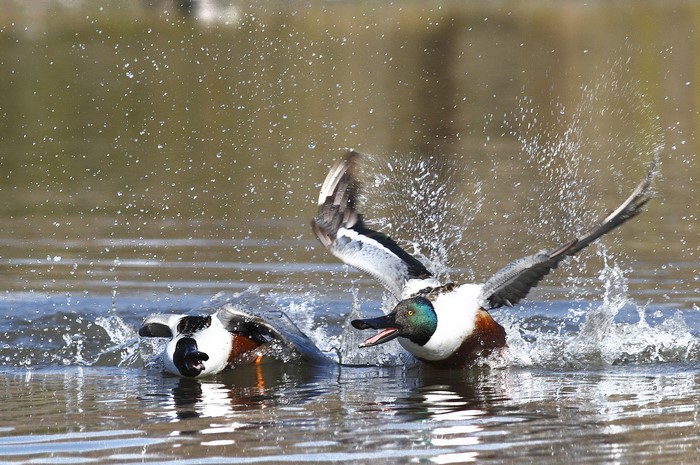Two Northern Shoveler ducks splashing in water