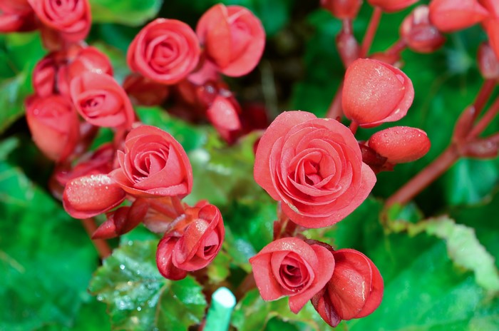 Red Begonia Flowers and Buds