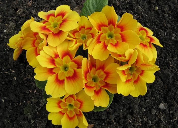 Yellow and red primula flowers in soil