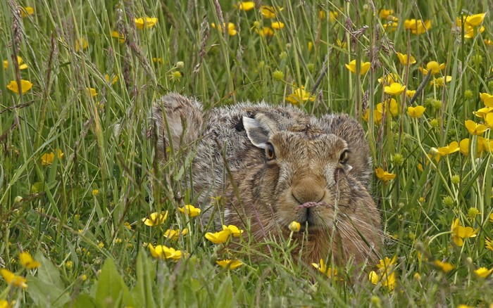 Hare in a field of yellow flowers