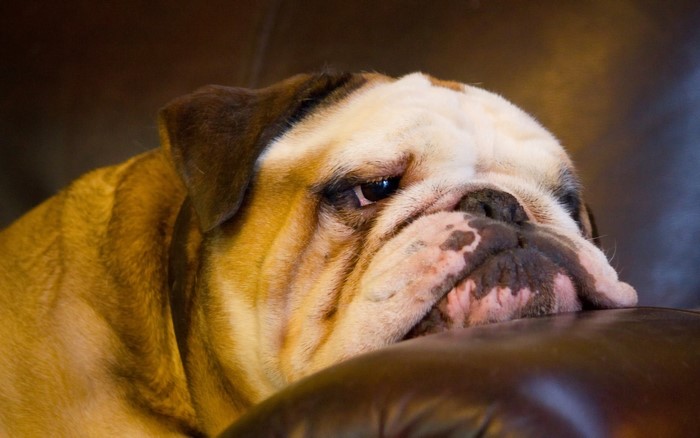 English Bulldog resting on a couch