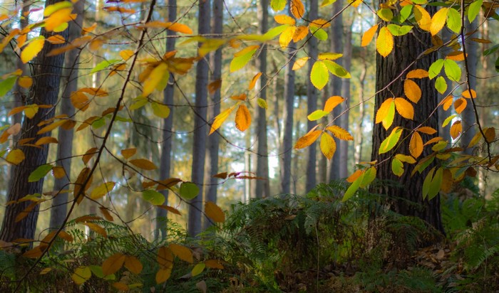 Autumn forest with colorful leaves and ferns