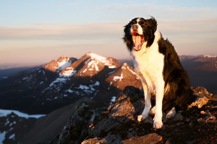 Border Collie yawning on a mountain peak at sunrise