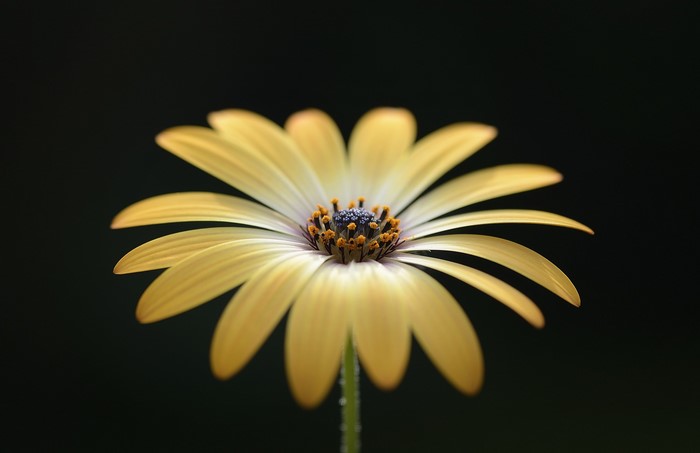 Yellow Gerbera Daisy Closeup