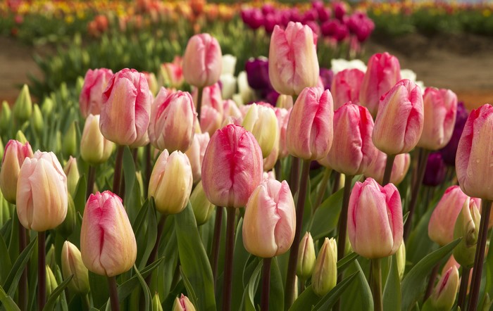 4K Tulips Many