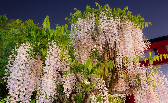 White Wisteria Flowers Blooming at Night