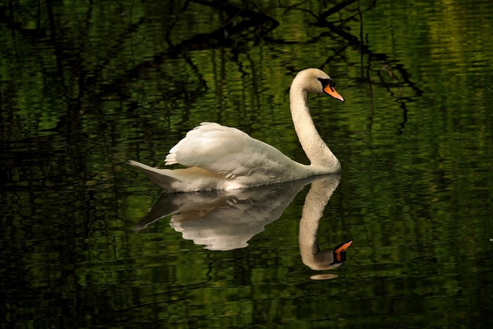 A white swan swims on dark water with reflection