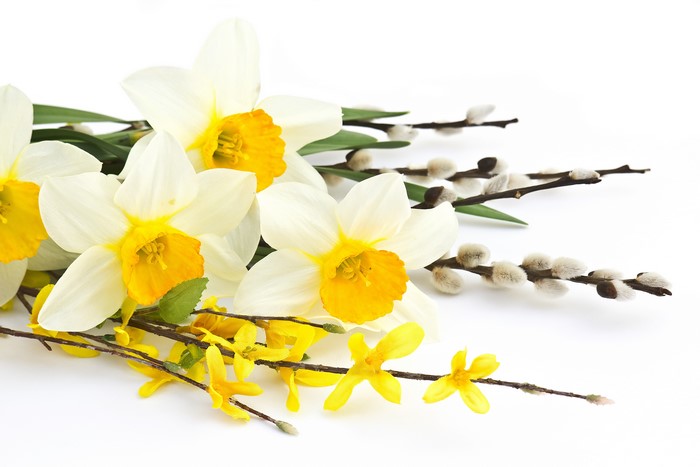 Daffodils and Pussy Willow Branches