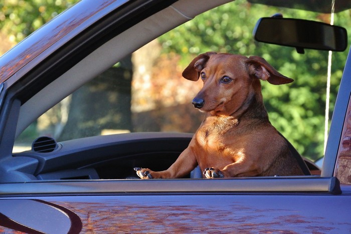 Dachshund dog looking out of a car window
