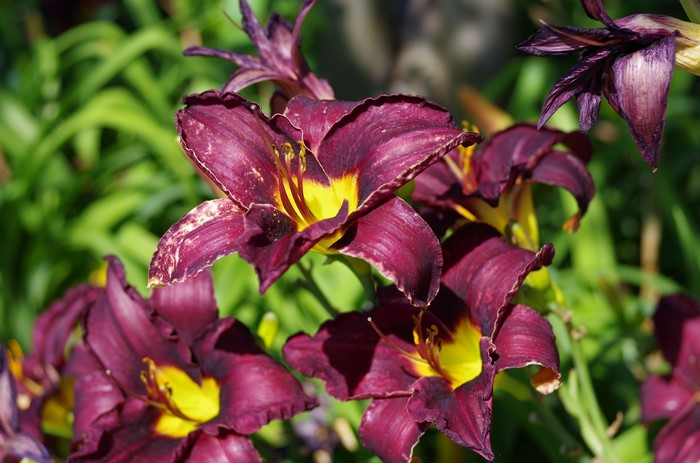 Deep purple lilies with yellow centers