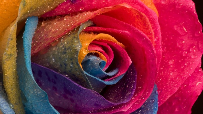 Rainbow rose with water drops