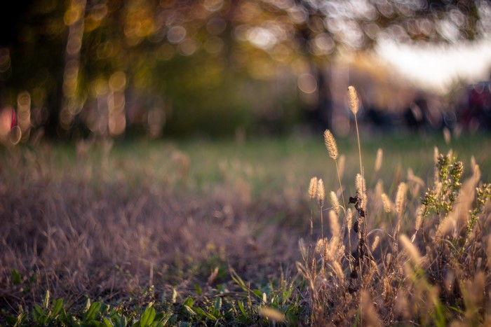 Dry grass and green plants in a field