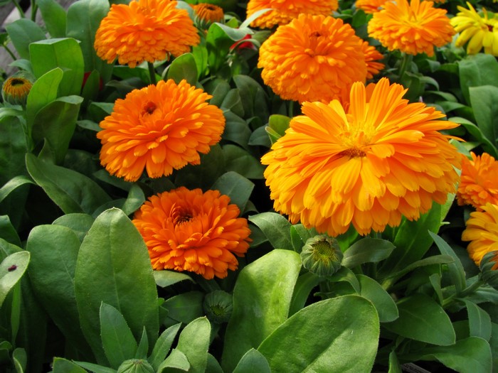 Orange Calendula Flowers
