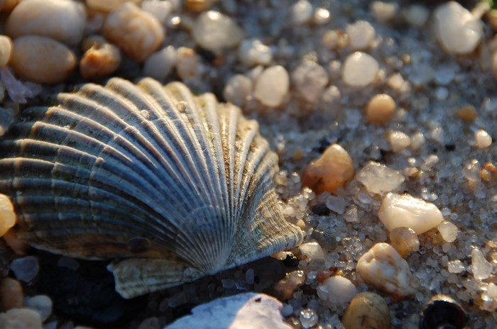 Seashell on a sandy beach with pebbles