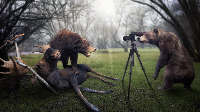 Brown Bears photographing a Moose