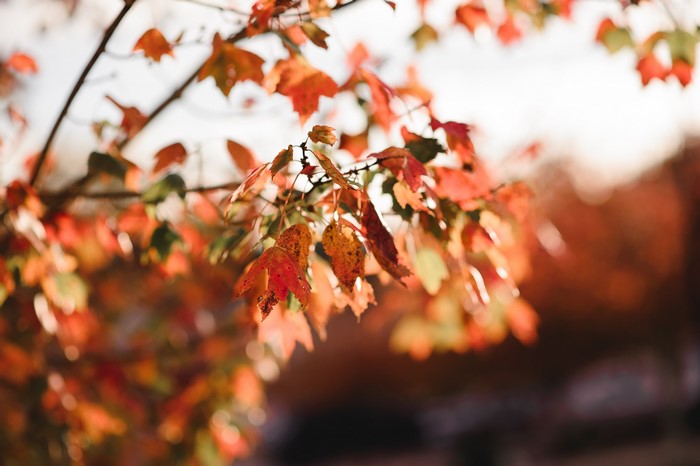Autumn leaves on branches
