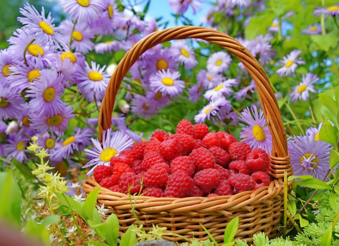 Basket of Raspberries with Purple Asters
