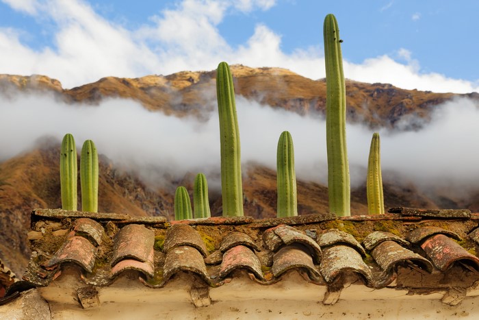 Cacti on a tiled roof in Ollantaytambo, Peru with mountains and clouds