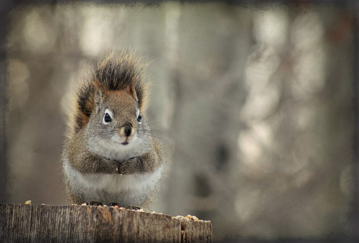 A squirrel sits on a wooden stump with seeds