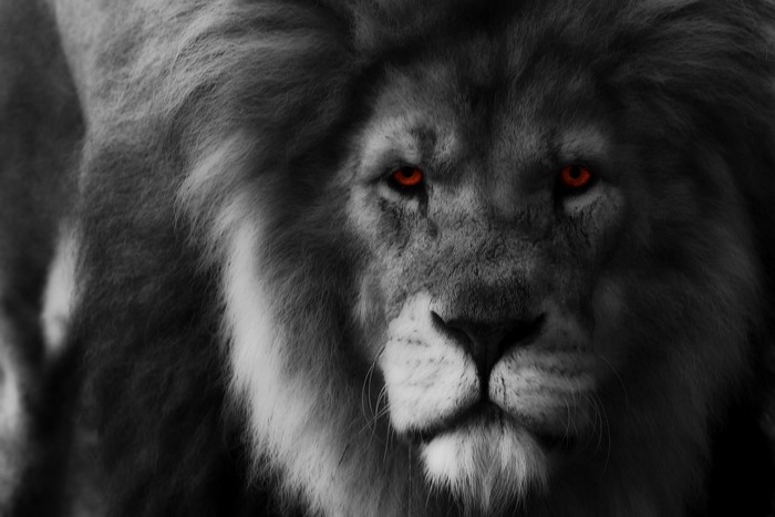 Close-up of a lion with glowing red eyes