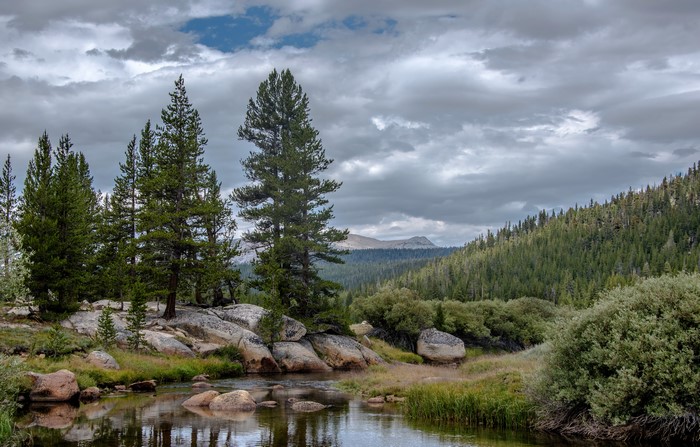 Yosemite National Park Spruce Forest and Stream