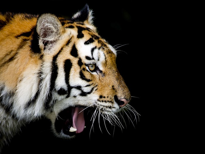 Tiger yawning with black background