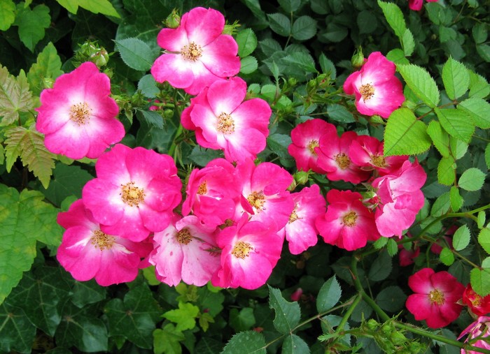 Pink and white roses with green foliage
