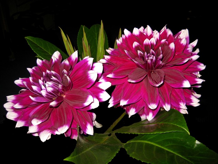 Two wine-colored dahlias with white tips