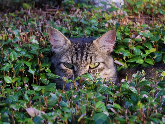 A tabby cat peeking out from green bushes