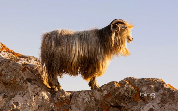 Goat on rocks in Lemnos, Greece