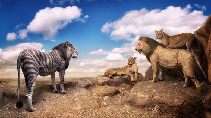 Lion-zebra hybrid faces a pride of lions