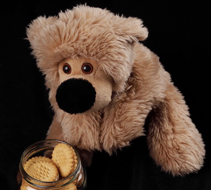 Plush dog looking at cookies in a jar