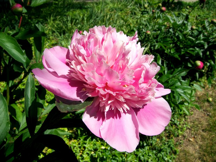 Pink Peony Flower in Bloom